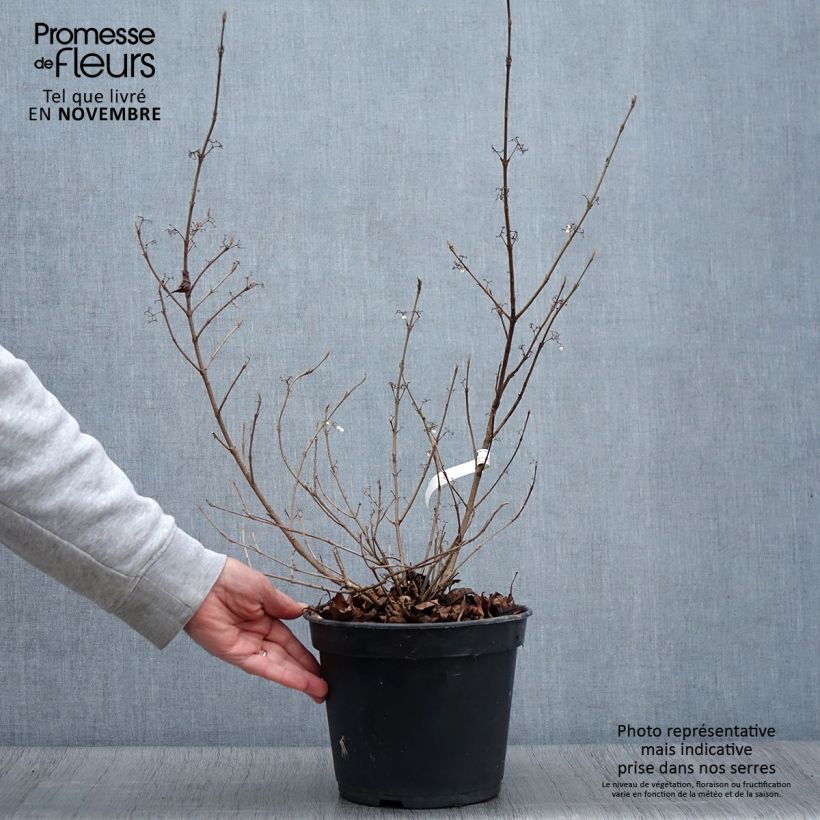 Example of Callicarpa bodinieri Magical Snowstar Pot de 3L/4L as you get in automne