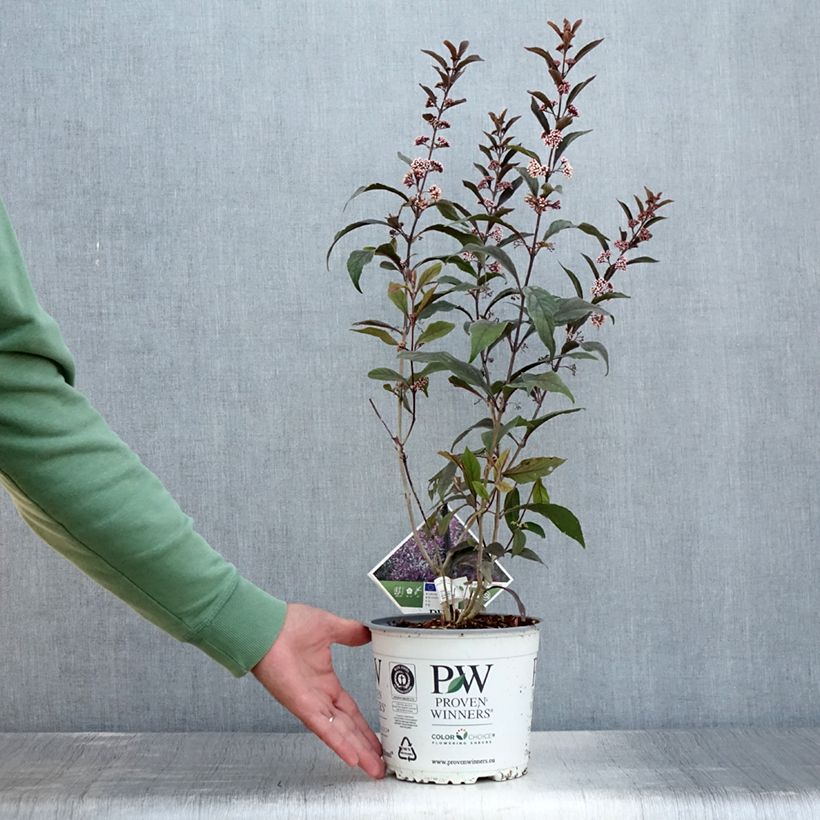Example of Callicarpa bodinieri Pearl Glam Pot de 3L/4L as you get in ete