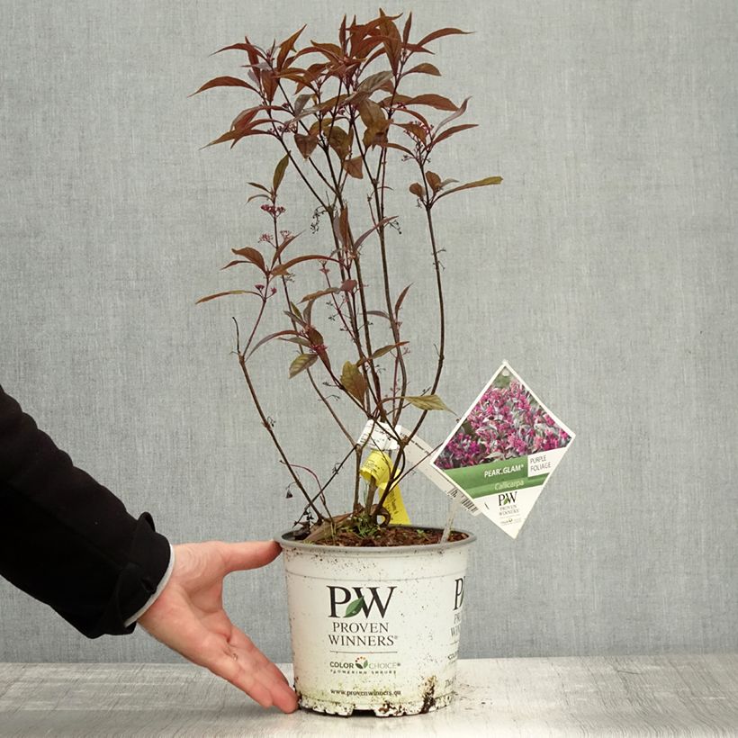 Example of Callicarpa bodinieri Pearl Glam Pot de 7,5L/10L as you get in automne