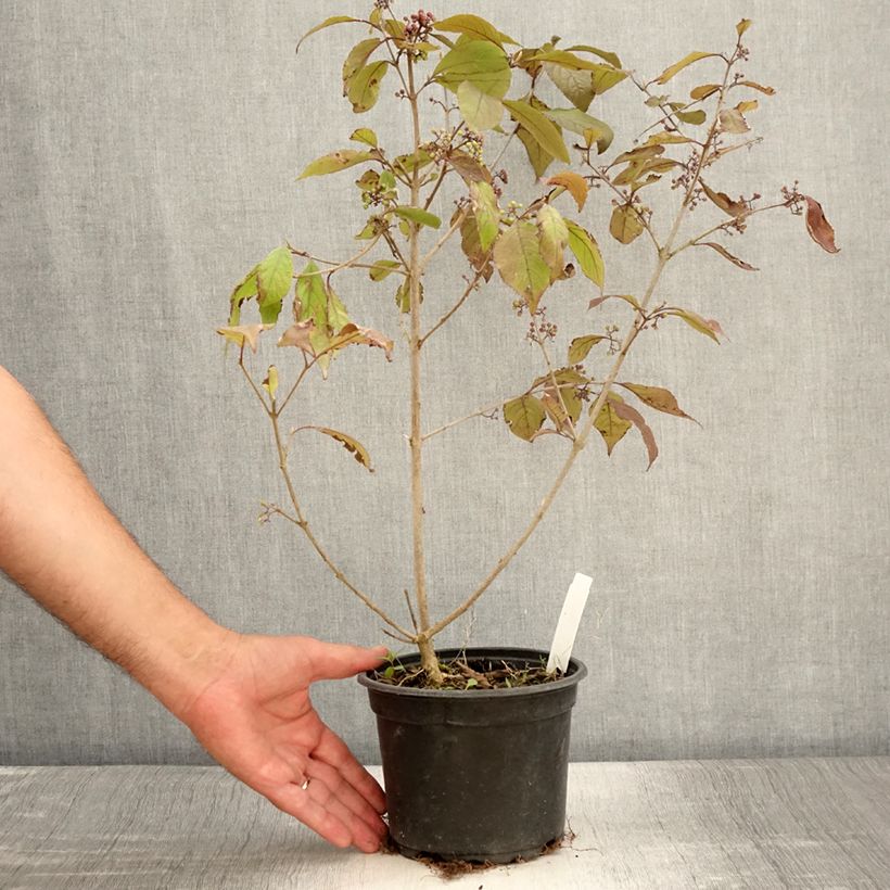 Example of Callicarpa bodinieri Profusion - Arbuste aux bonbons Pot de 2L/3L as you get in ete