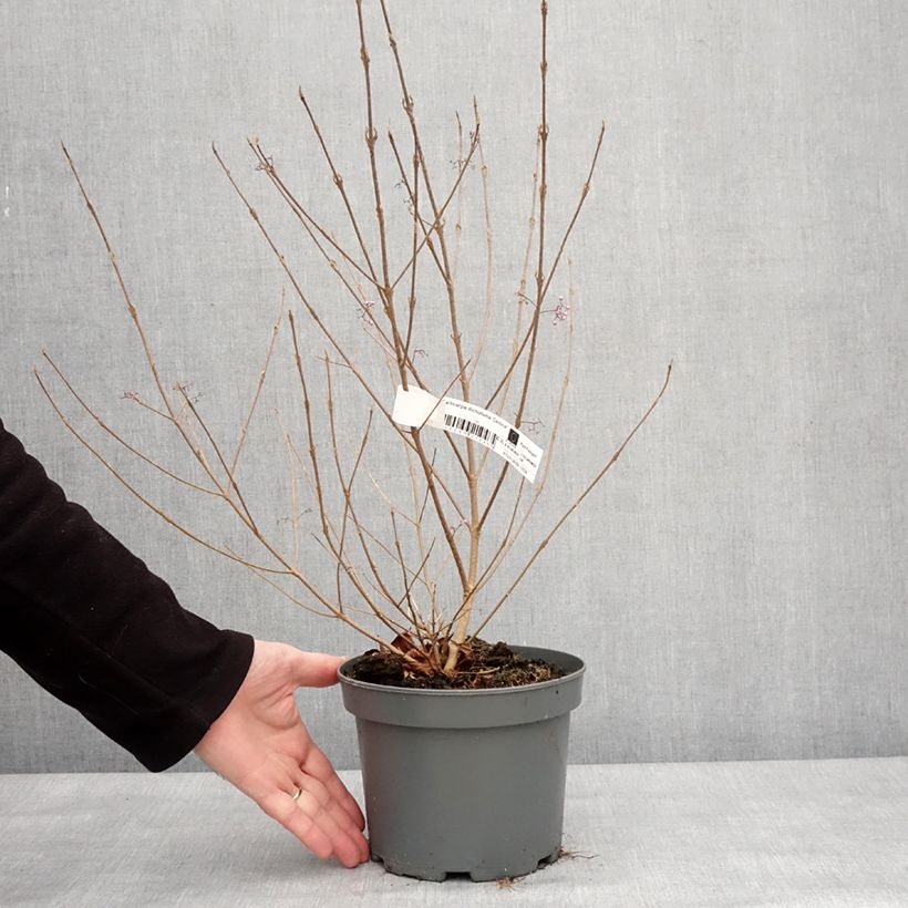 Example of Callicarpa dichotoma Cardinal - Arbuste aux bonbons Pot de 2L/3L as you get in hiver