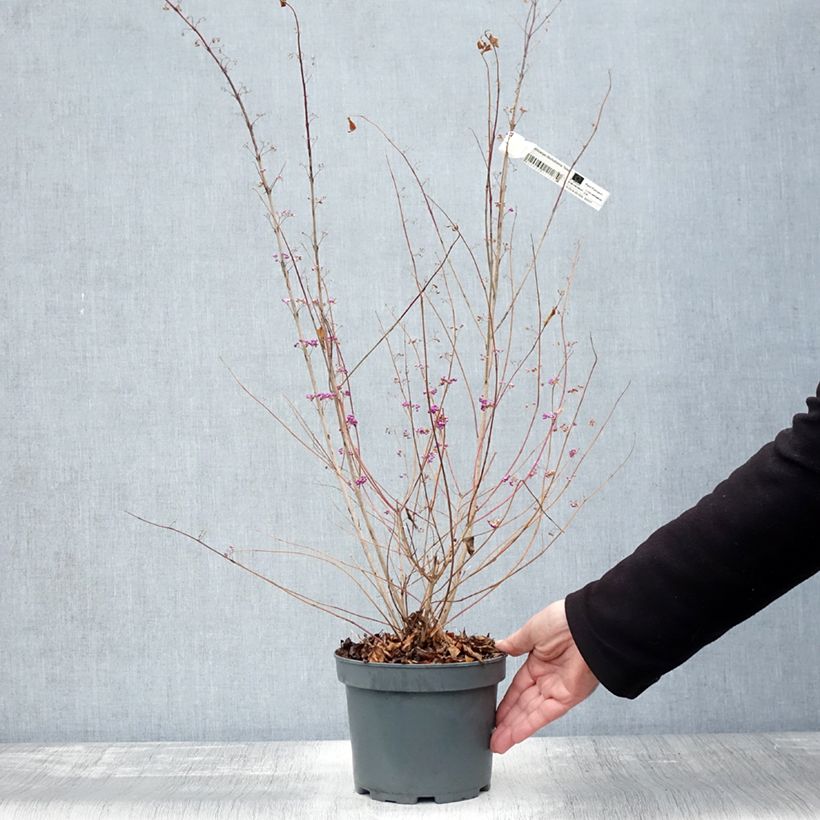 Example of Callicarpa dichotoma Issai Pot de 3L/4L as you get in automne