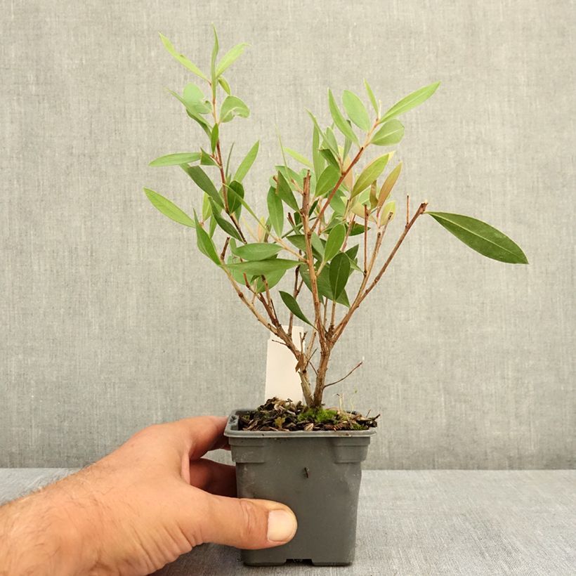 Example of Callistemon citrinus Splendens - Rince-bouteille Godet de 8/9 cm as you get in ete