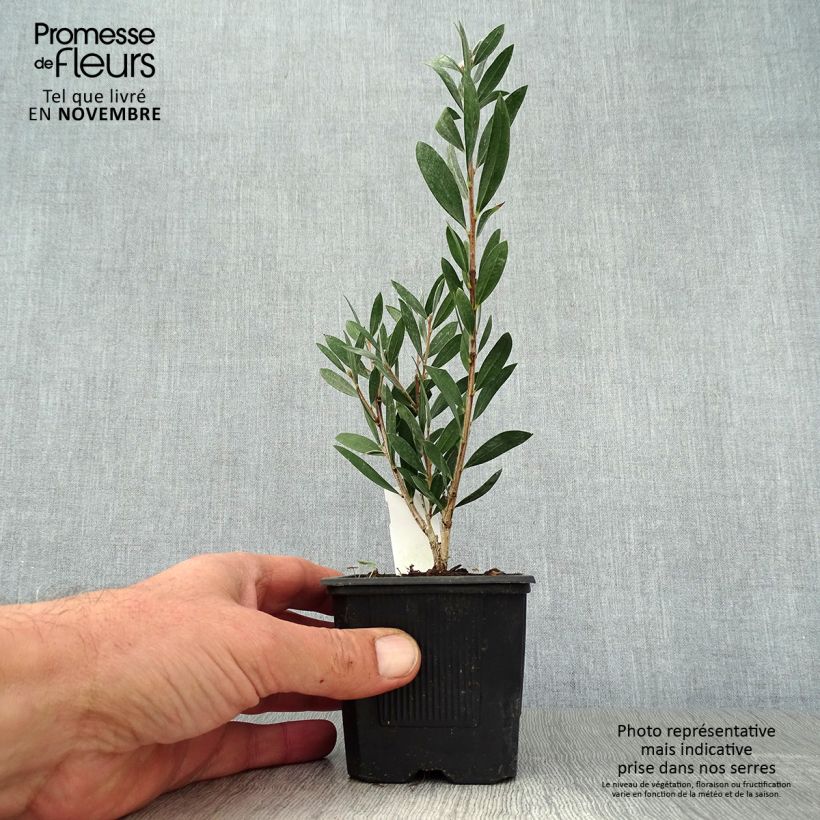 Example of Callistemon Inferno - Rince bouteille Godet de 8/9 cm as you get in automne