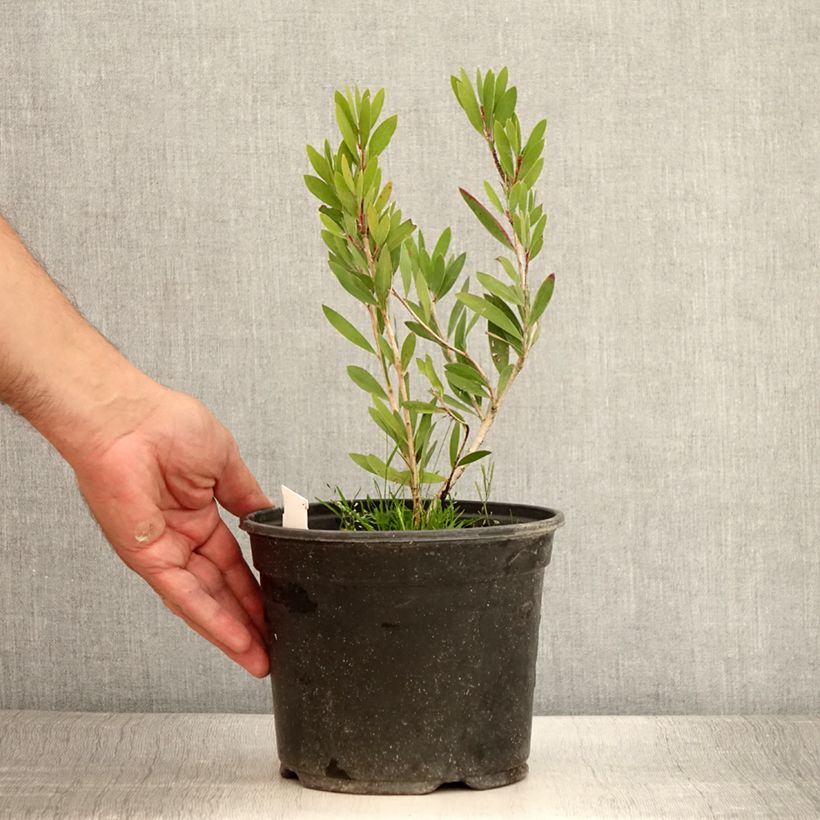 Example of Callistemon Inferno - Rince bouteille Pot de 3L/4L as you get in ete