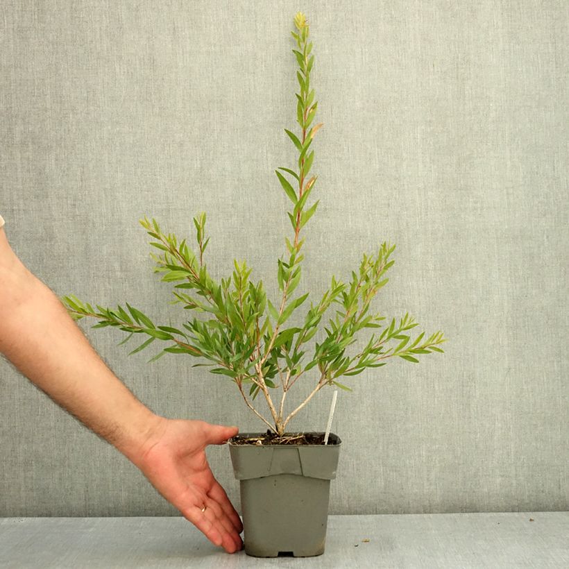 Example of Callistemon Outback Fire - Rince bouteille Pot de 2L/3L as you get in ete