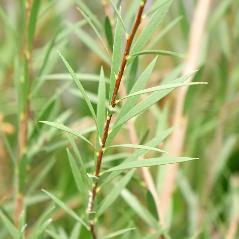 Callistemon Woodlander's Hardy - Rince-bouteille (Foliage)