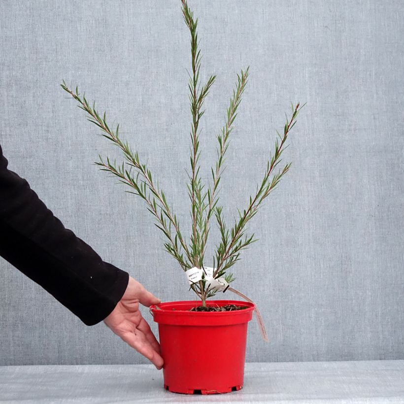 Example of Callistemon Woodlander's Hardy - Rince-bouteille Pot de 3L/4L as you get in hiver