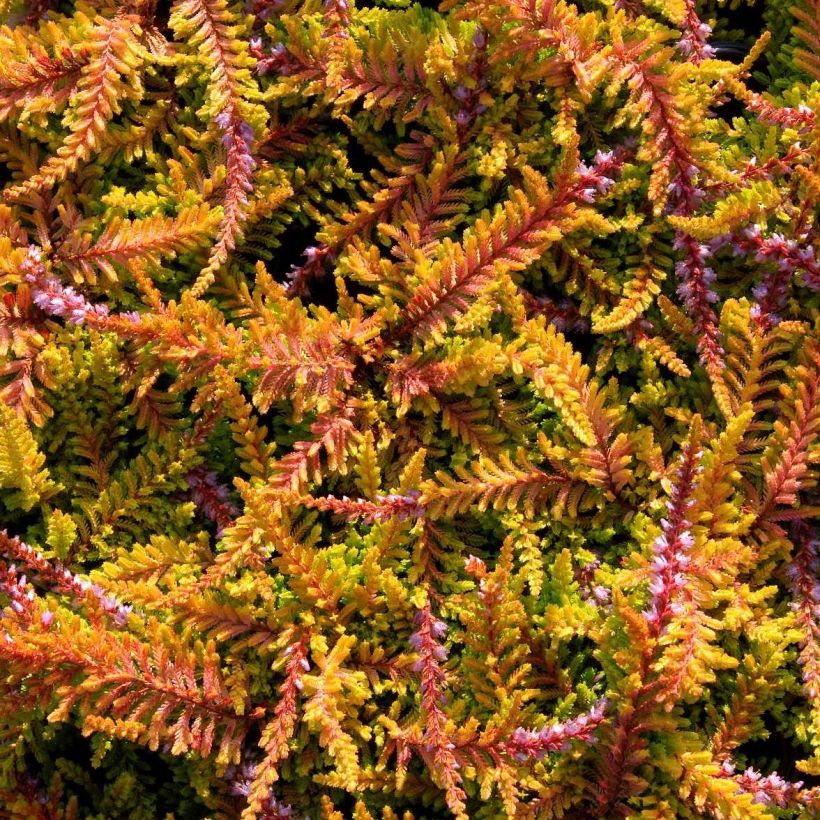Bruyère d'été - Calluna vulgaris Wickwar Flame (Flowering)