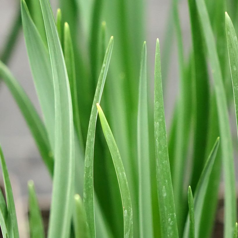 Camassia leichtlinii Blanc (Foliage)