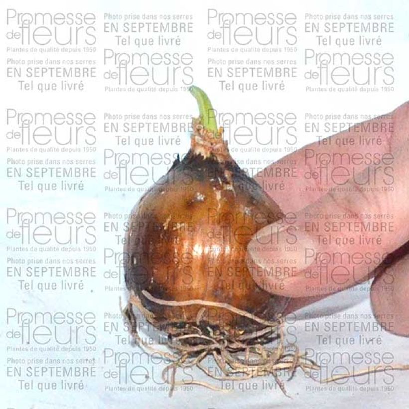 Example of Camassia leichtlinii Sacajawea Bulbe size 14+ as you get