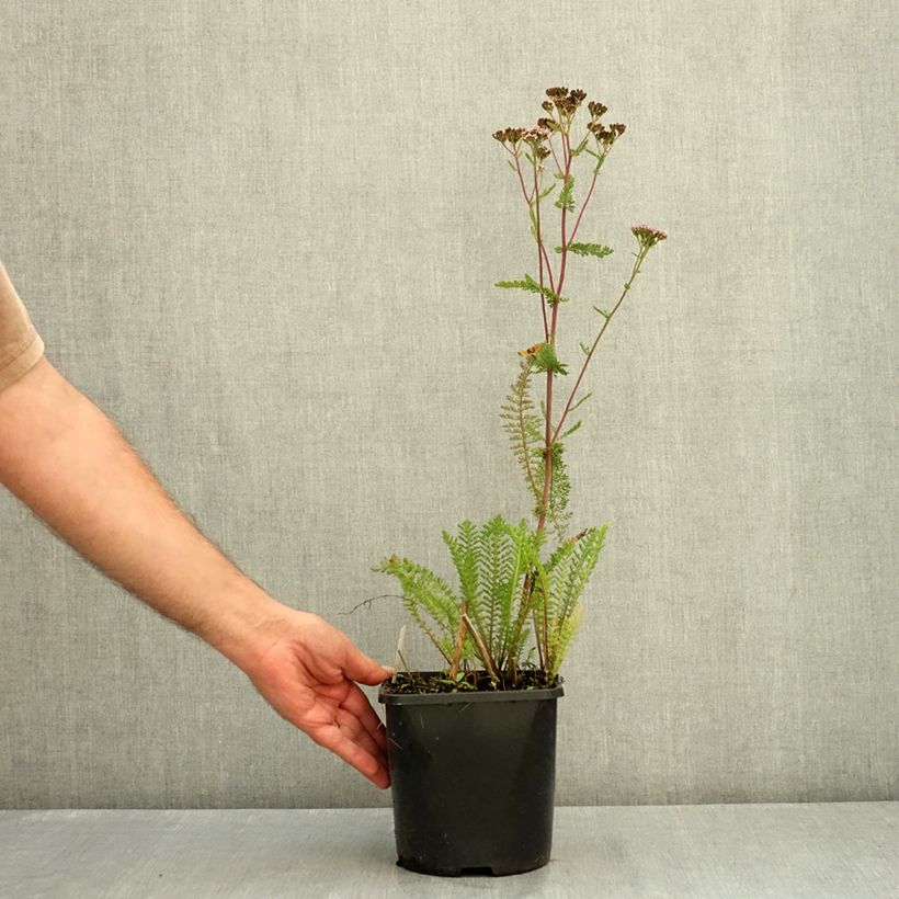 Example of Camassia leichtlinii Silk River Pot de 2L/3L as you get in ete