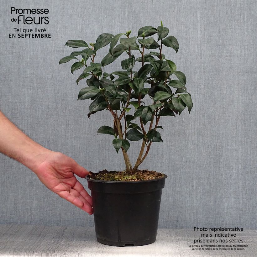 Example of Camelia Bob's Tinsie - Camellia japonica Pot de 4L/5L as you get in automne
