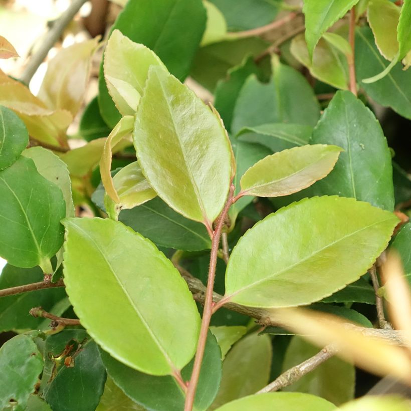 Camélia champêtre - Camellia Quintessence (Foliage)