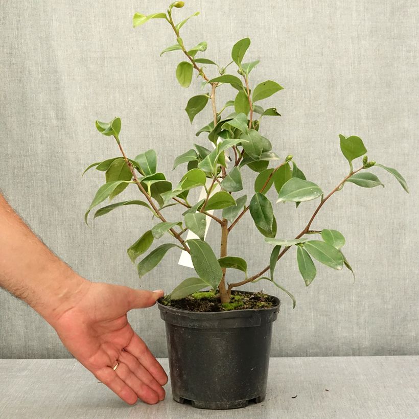 Example of Camélia classique - Camellia Look Away Pot de 2L/3L as you get in ete