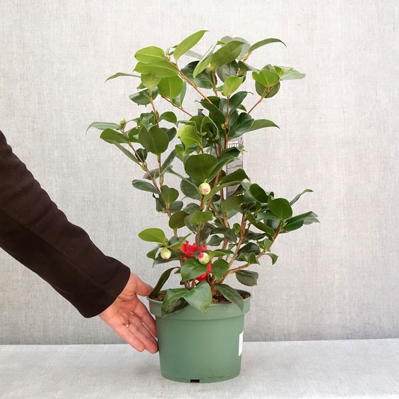 Example of Camélia Comte de Gomer - Camellia japonica Pot de 2L/3L as you get in hiver