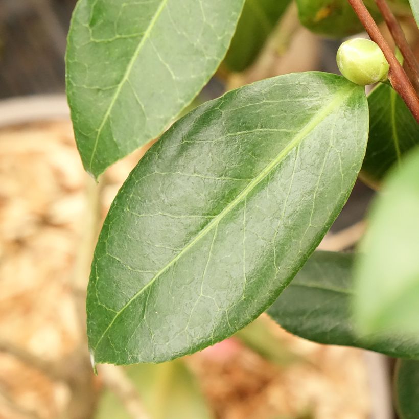Camélia Donckelarii - Camellia japonica (Foliage)