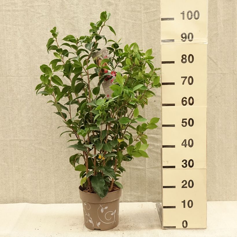 Example of Camélia du Japon - Camellia Three Sisters  Pot de 6L/7L as you get in automne