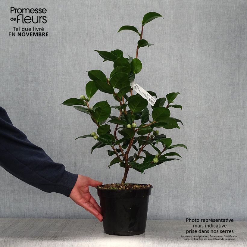 Example of Camélia Marie-Galante - Camellia japonica Pot de 4L/5L as you get in automne
