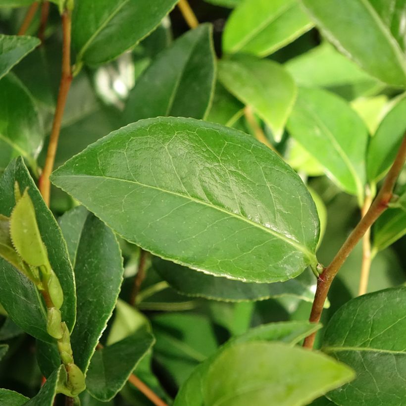 Camélia Mark Alan - Camellia japonica (Foliage)