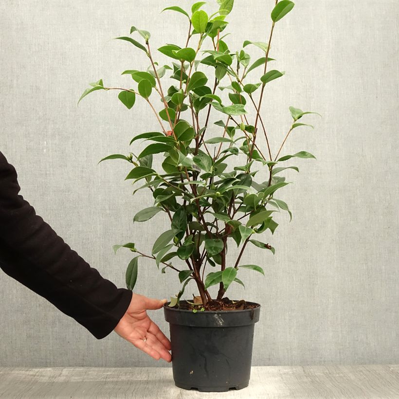 Example of Camélia Mark Alan - Camellia japonica Pot de 4L/5L as you get in automne