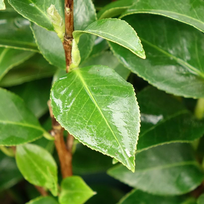 Camélia Mrs. Tingley - Camellia japonica (Foliage)