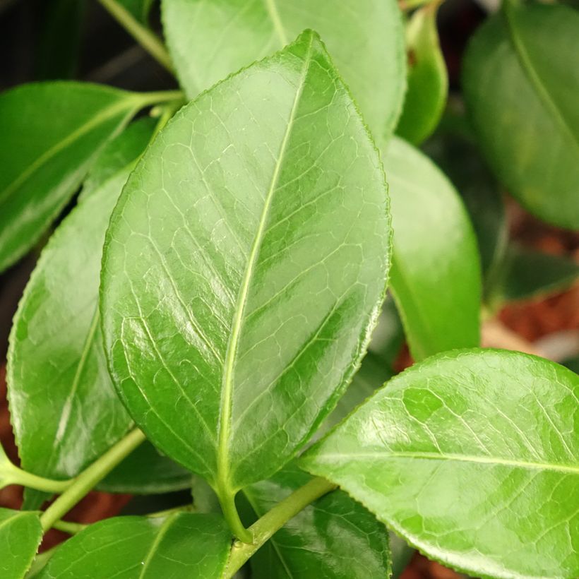 Camélia Nuccio's Cameo - Camellia japonica (Foliage)