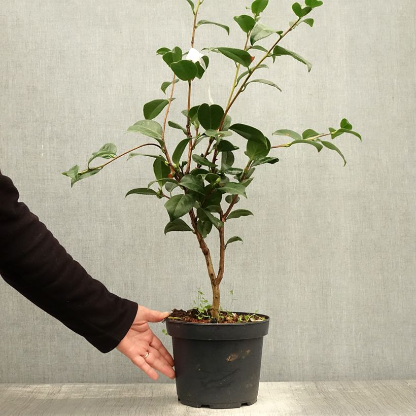 Example of Camélia Nuccio's Cameo - Camellia japonica Pot de 4L/5L as you get in automne