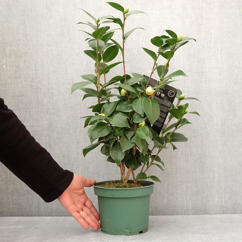 Example of Camélia Nuccio's Gem - Camellia japonica  Pot de 2L/3L as you get in hiver