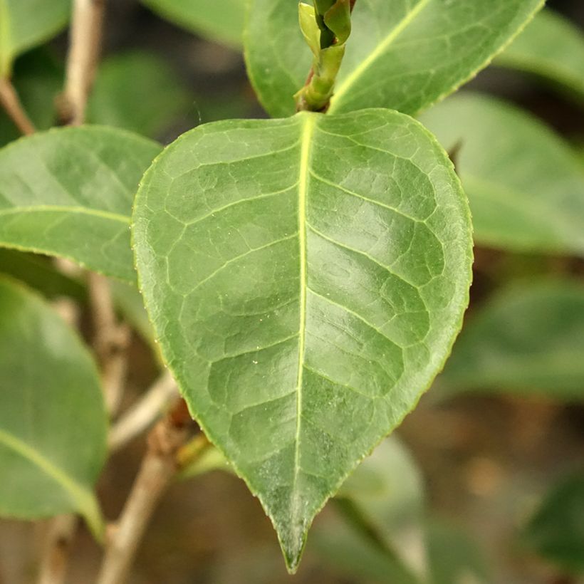 Camélia Roger Hall - Camellia japonica (Foliage)