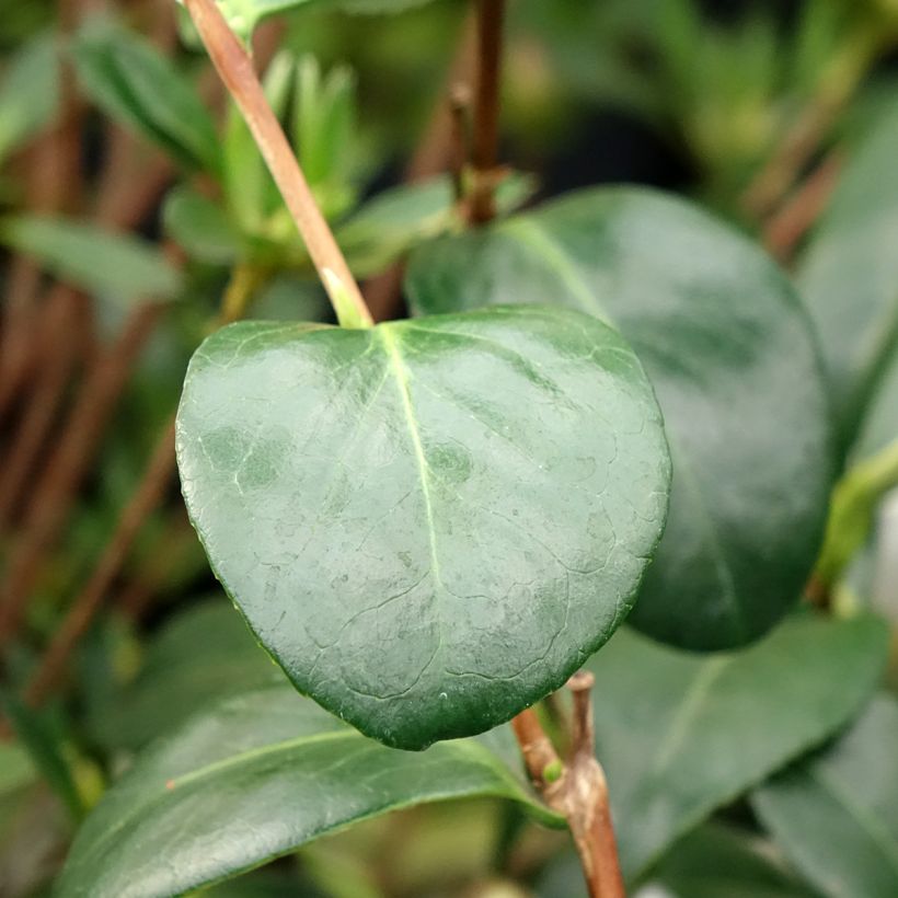 Camélia Satsuma - Camellia japonica (Foliage)