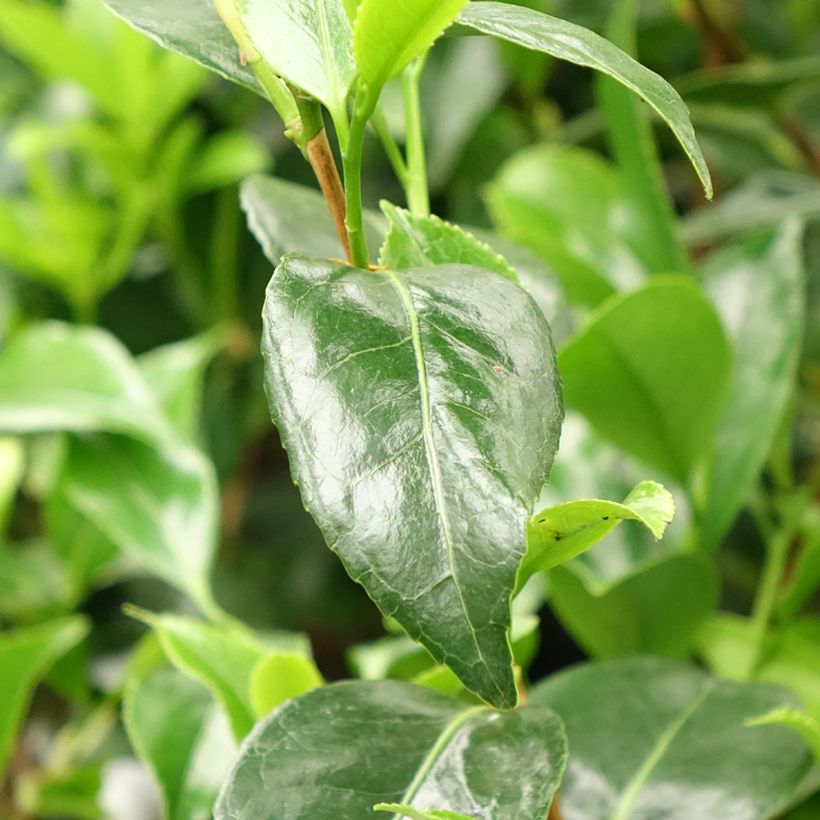 Camélia Stacy Susan - Camellia japonica (Foliage)