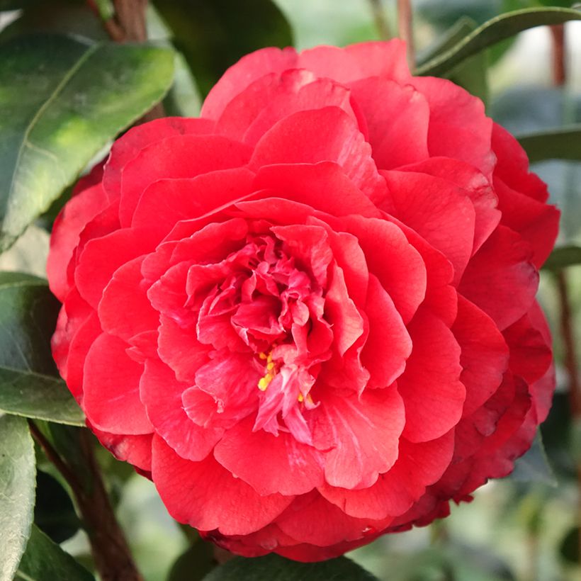 Camélia Stromboli - Camellia japonica (Flowering)