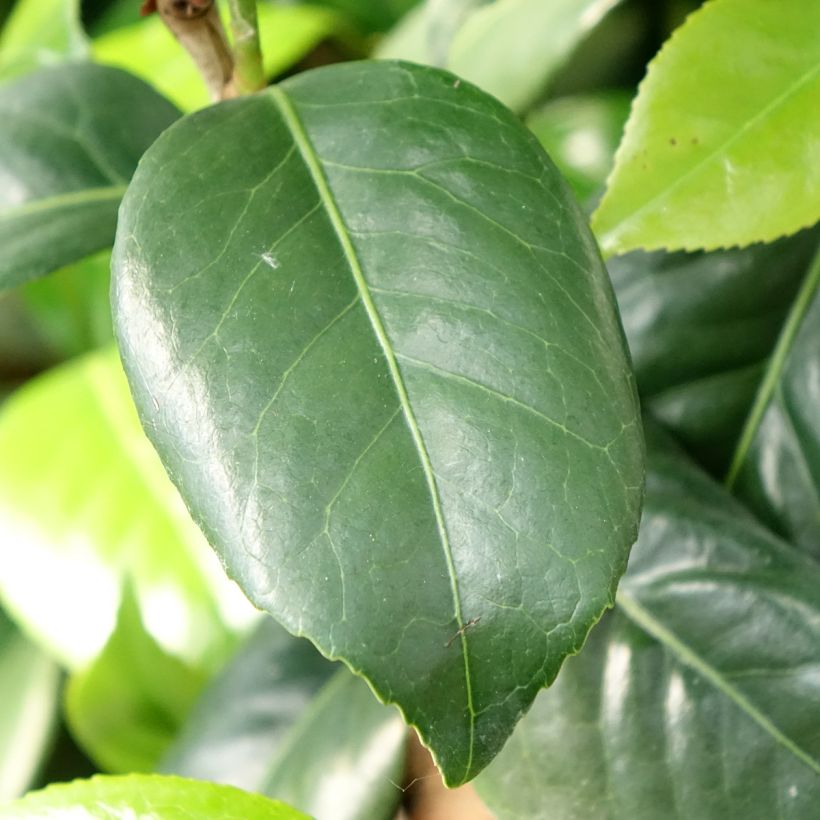 Camélia Tada Meibi - Camellia japonica (Foliage)