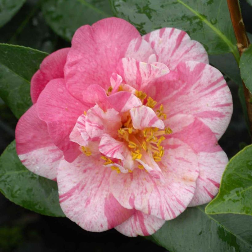 Camélia Traverso - Camellia japonica  (Flowering)