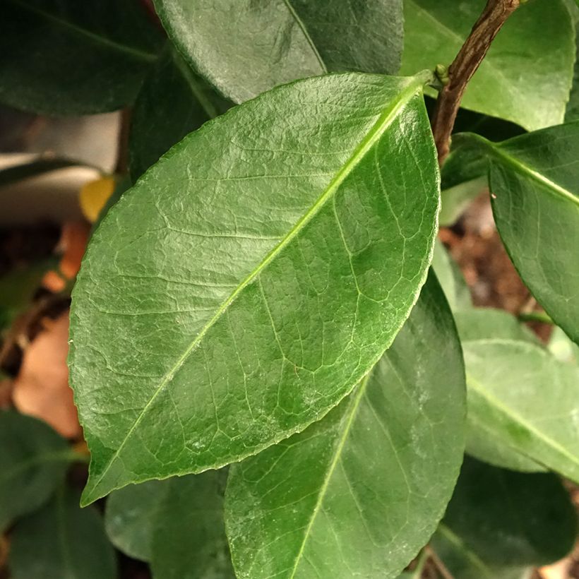 Camélia Traverso - Camellia japonica  (Foliage)