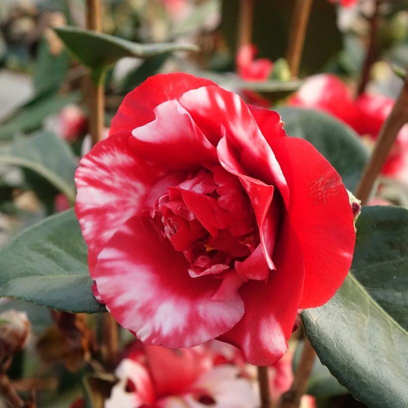 Camélia Midnight Variegated - Camellia japonica (Flowering)
