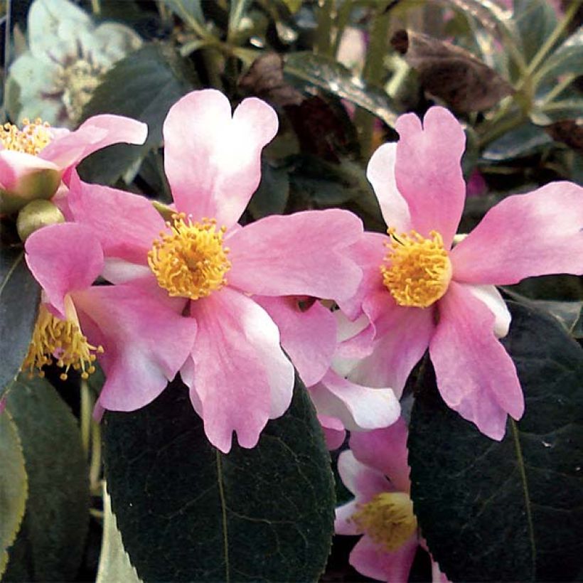 Camélia d'automne - Camellia sasanqua Yume (Flowering)