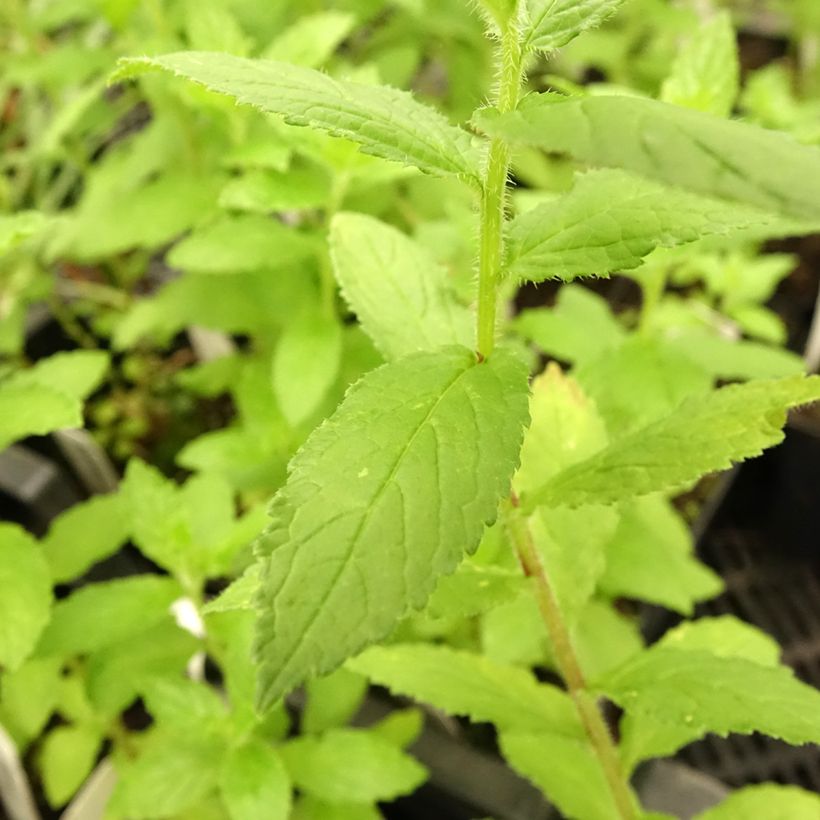 Campanule lactiflora Alba (Foliage)