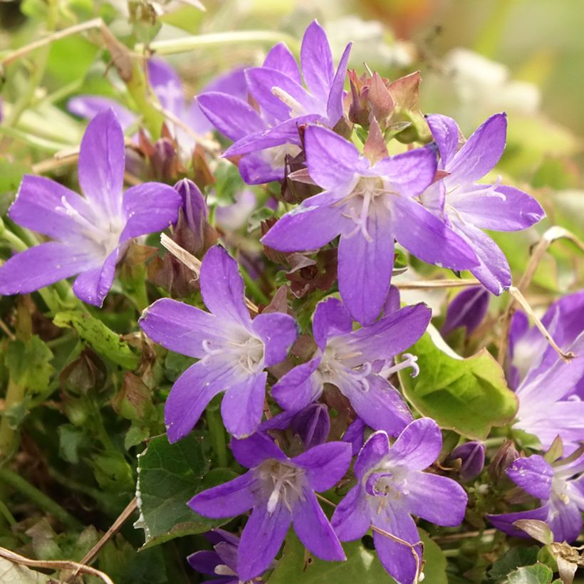 Campanula poscharskyana Adansa Purple - Campanule des Murets (Flowering)