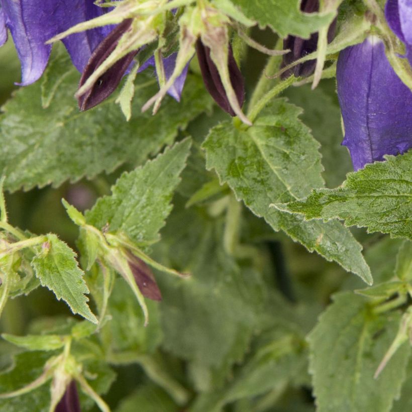 Campanula Sarastro - Campanule hybride (Foliage)