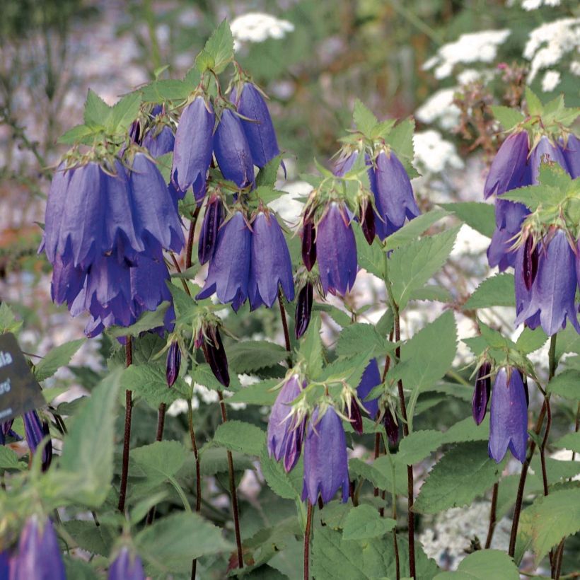 Campanula Sarastro - Campanule hybride (Plant habit)