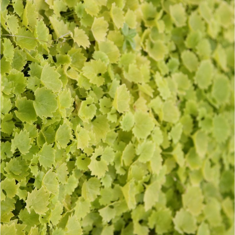 Campanula garganica Dickson s Gold - Campanule étoilée (Foliage)