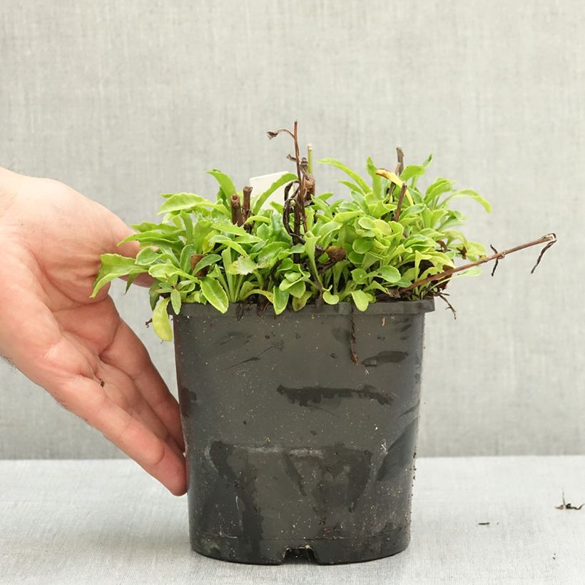Example of Campanule à feuilles de pêcher La Bonne Amie - Campanula persicifolia Pot de 1,5L/2L as you get in ete