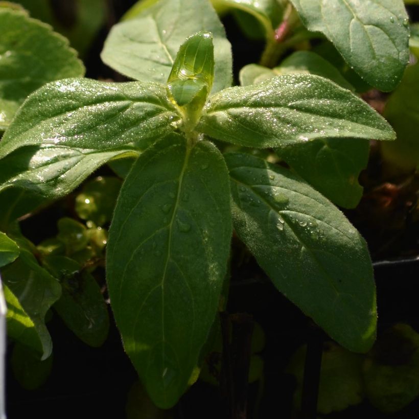 Campanule glomerata Alba (Foliage)