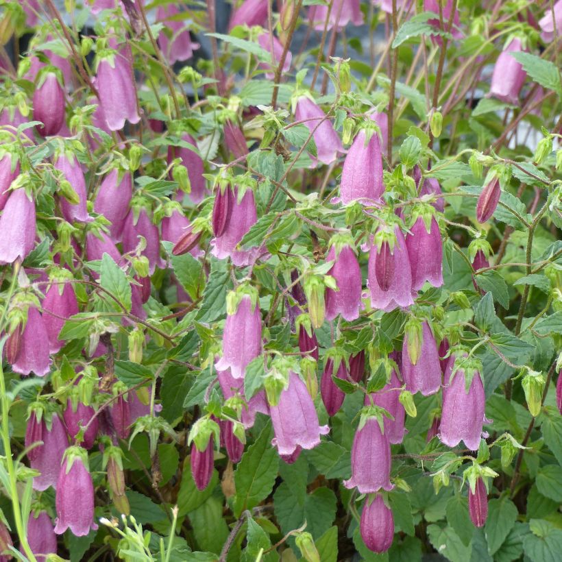 Campanule hybride Ringsabell Mulberry Rose (Flowering)