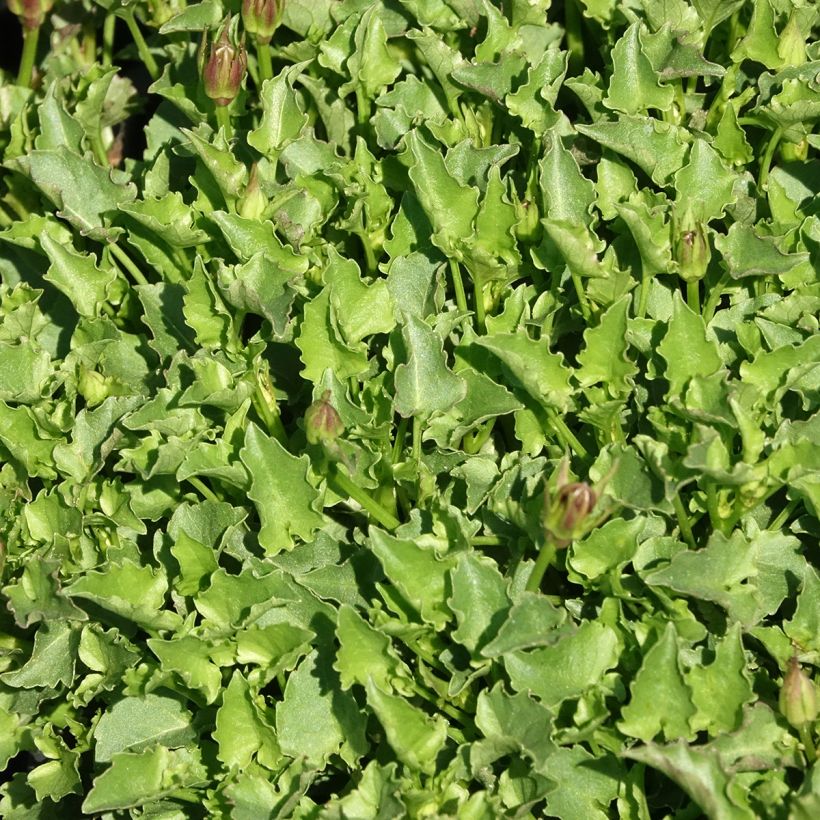 Campanule Mini Marvels Starbright - Campanule des Carpates (Foliage)