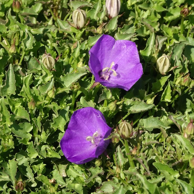 Campanule Mini Marvels Starbright - Campanule des Carpates (Flowering)