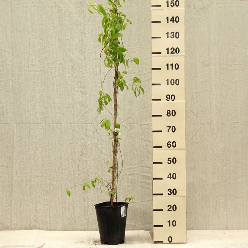 Example of Campsis capreolata - Bignone à vrilles Pot de 6L/7L as you get in ete
