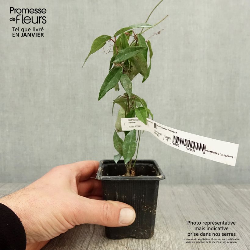 Example of Campsis capreolata Tangerine Beauty - Bignone à vrilles Godet de 8/9 cm as you get in hiver